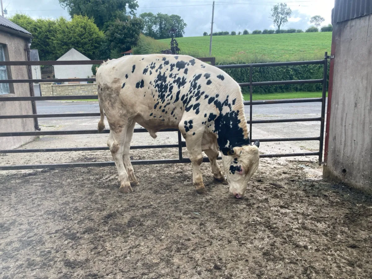 PBNR Holstein Bull - Image 1