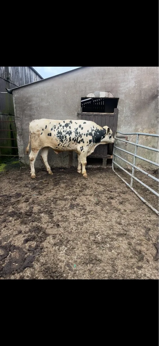 PBNR Holstein Bull - Image 2