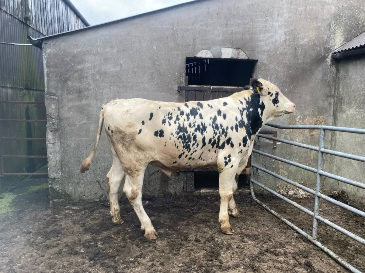 PBNR Holstein Bull - Image 3