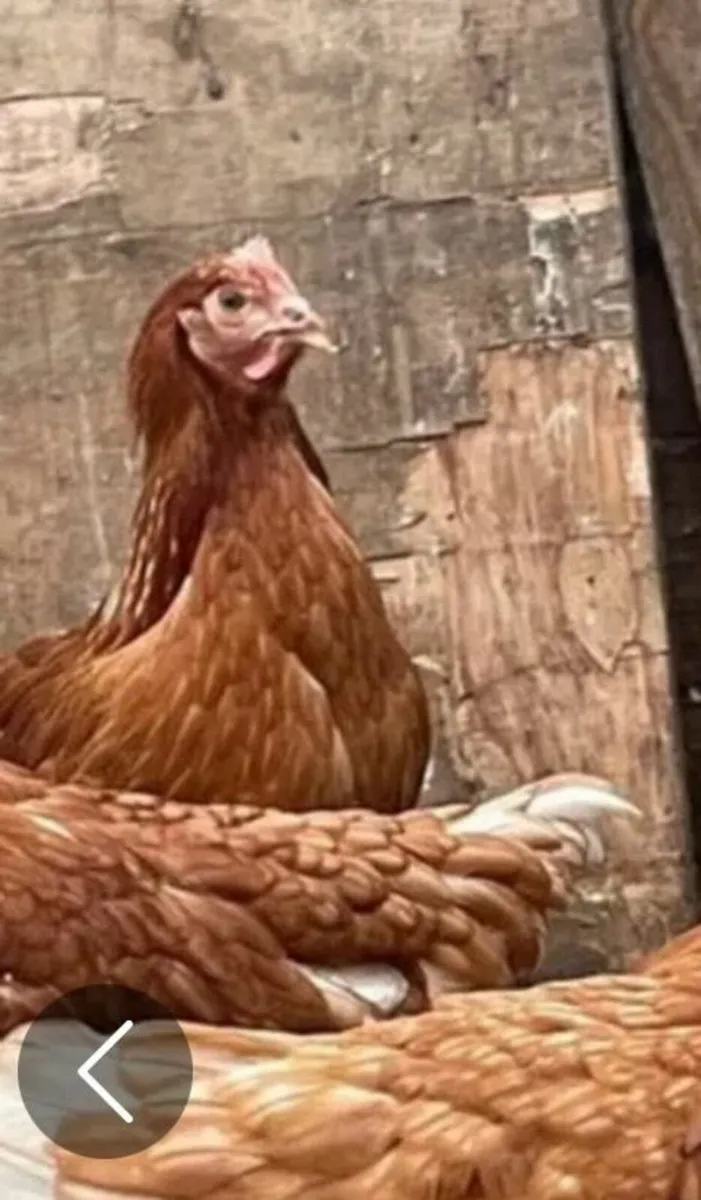 Chickens
