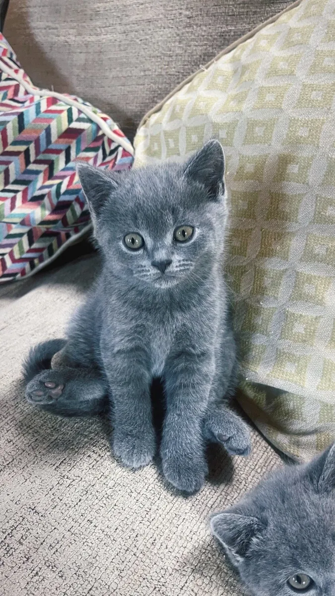 British Blue Shorthair Kittens - Image 1
