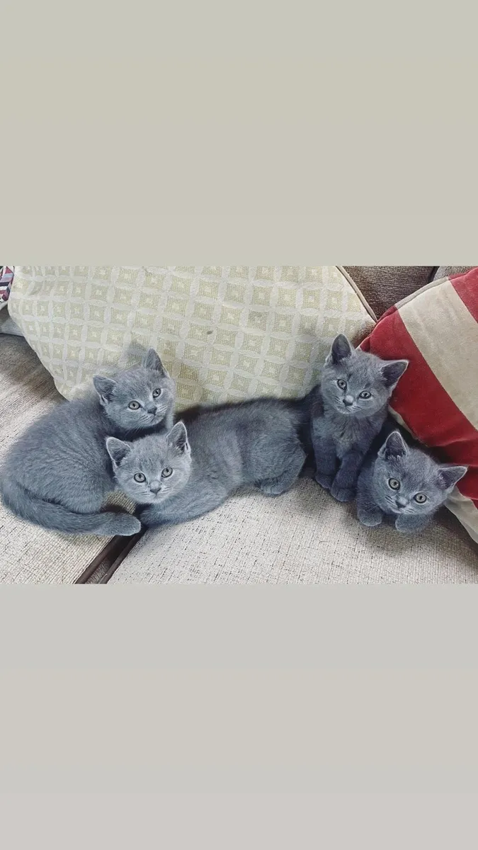 British Blue Shorthair Kittens - Image 2