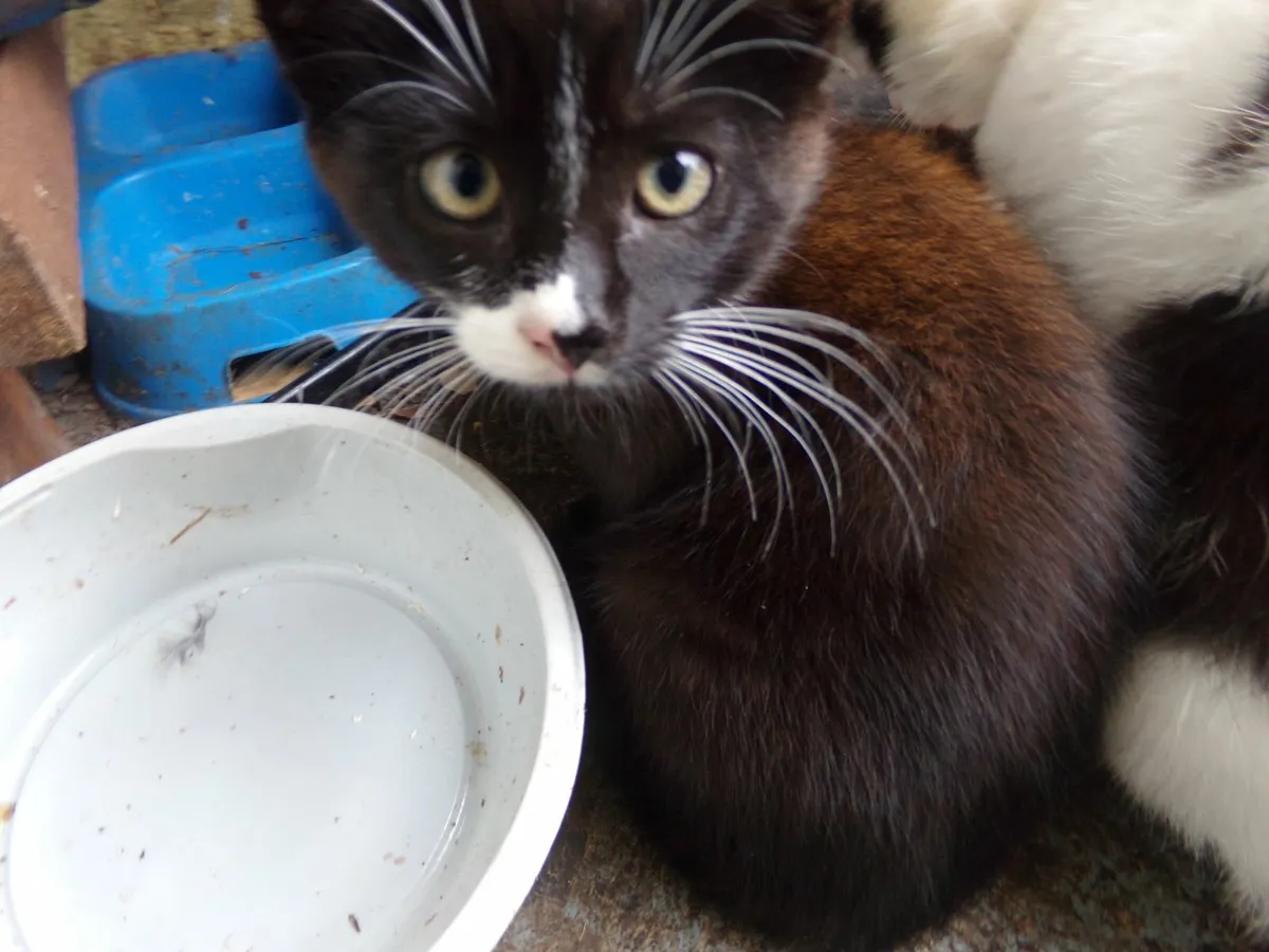 FRIENDLY CITTENS - Image 2