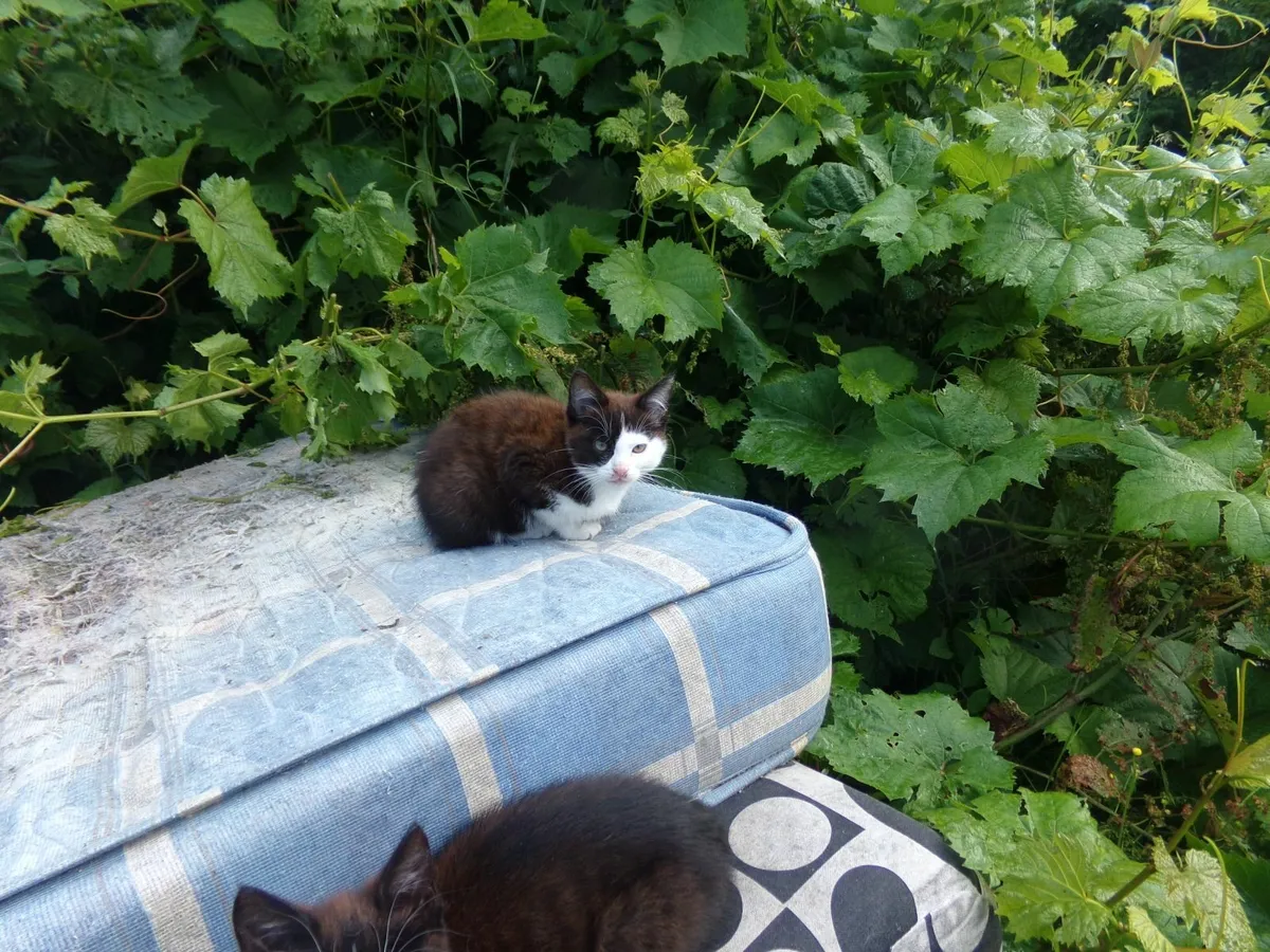 FRIENDLY CITTENS - Image 3