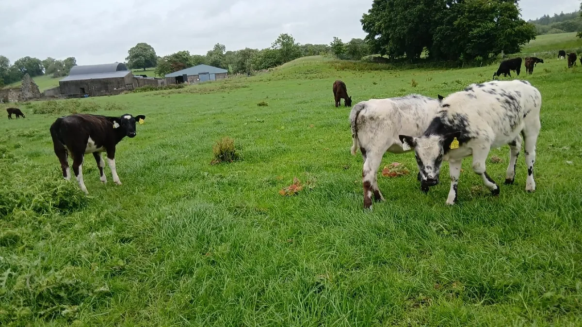 Calves - Image 1