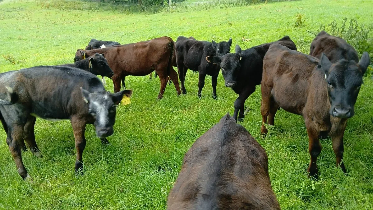 Calves - Image 2