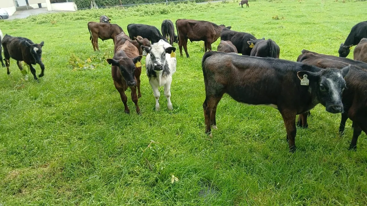 Calves - Image 3