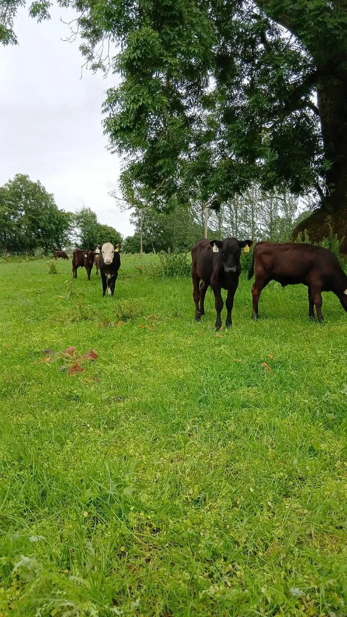 Calves - Image 4