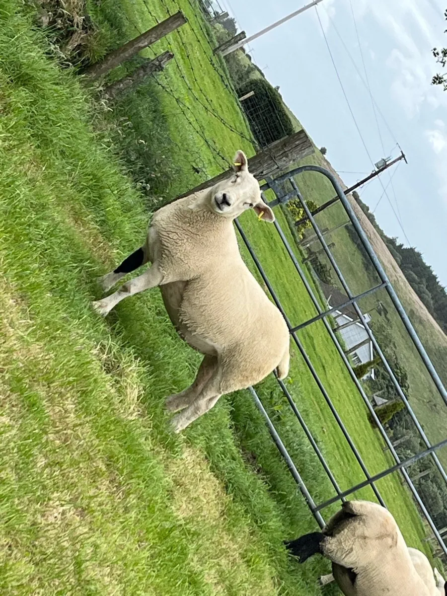 🔥sufftex Hoggets  🔥 - Image 2
