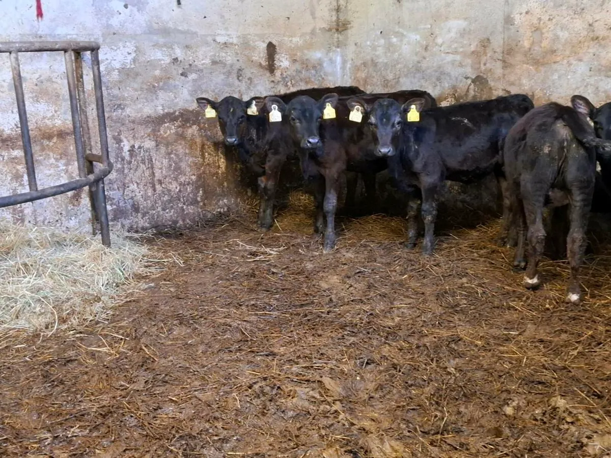 15 Reared Angus and Hereford Heifers - Image 1