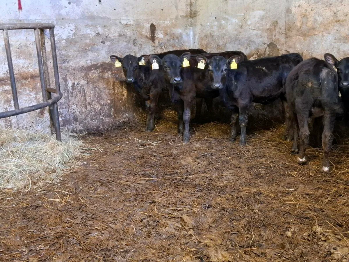 15 Reared Angus and Hereford Heifers - Image 2