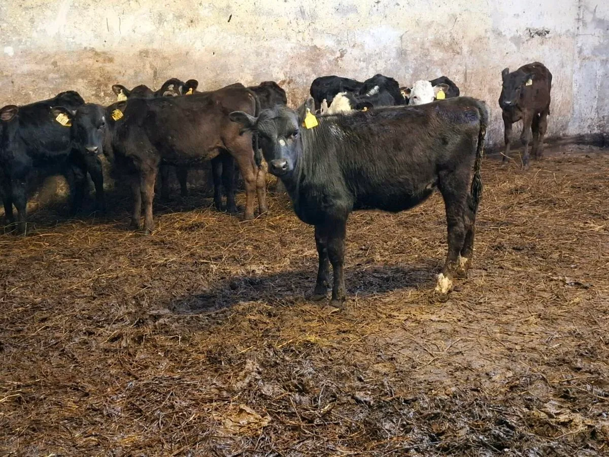 15 Reared Angus and Hereford Heifers - Image 3