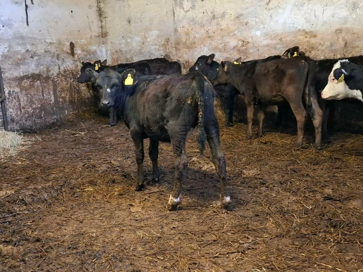 15 Reared Angus and Hereford Heifers - Image 4
