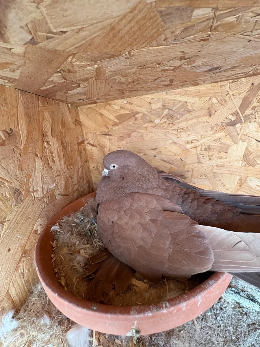 Tumbler pigeons - Image 1