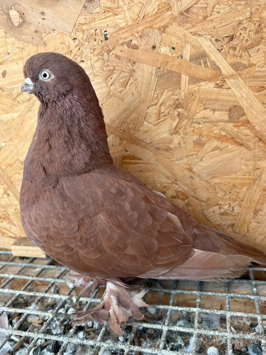 Tumbler pigeons - Image 2