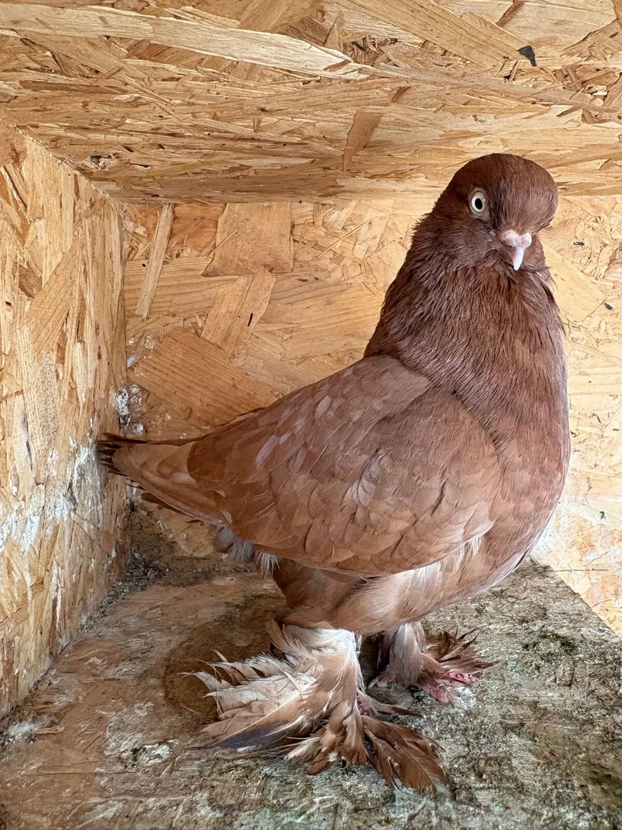 Tumbler pigeons - Image 3