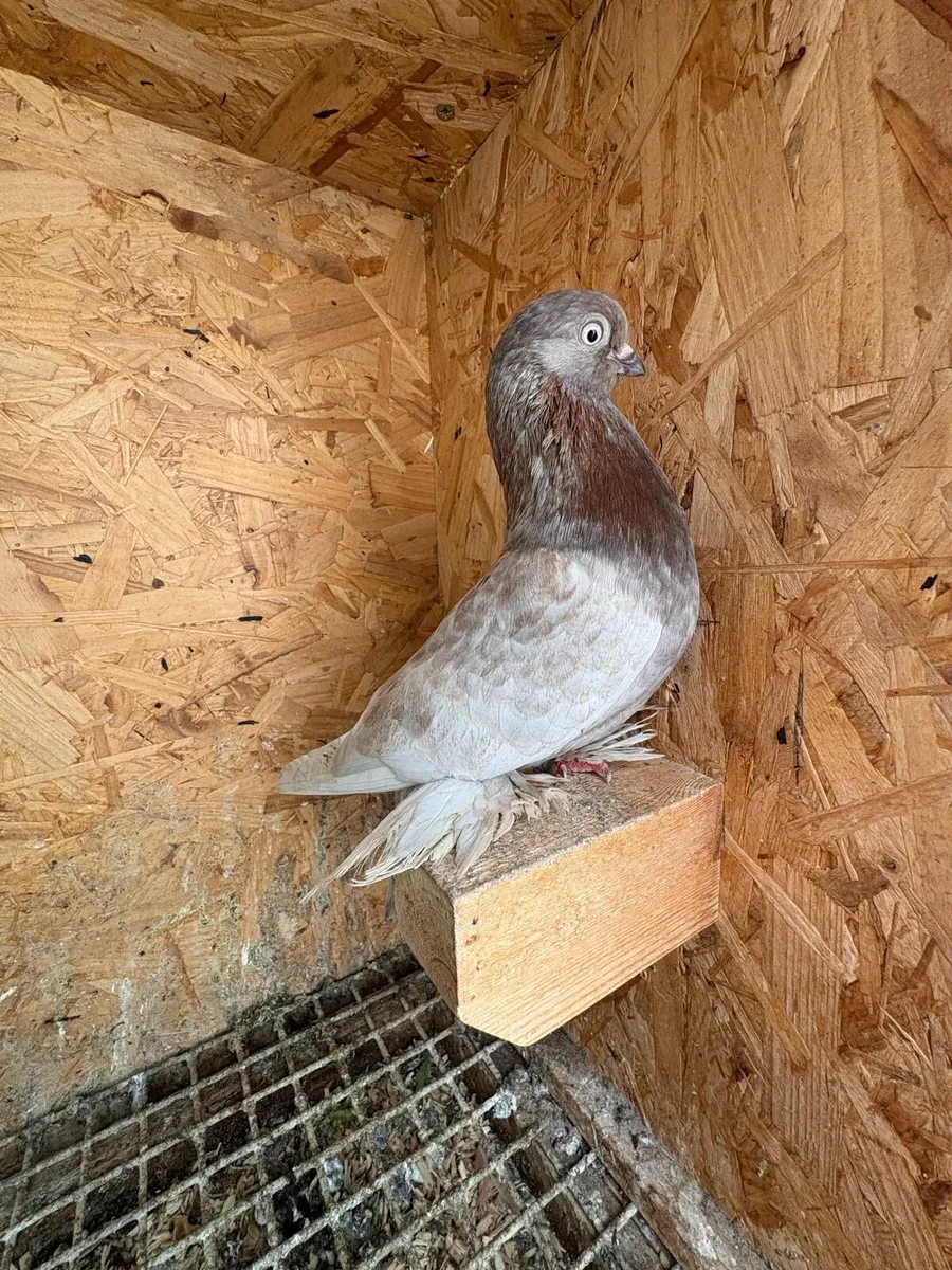 Tumbler pigeons - Image 4