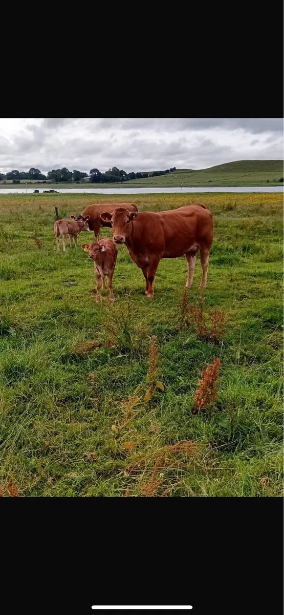 2 heifers with heifer calves at foot - Image 1