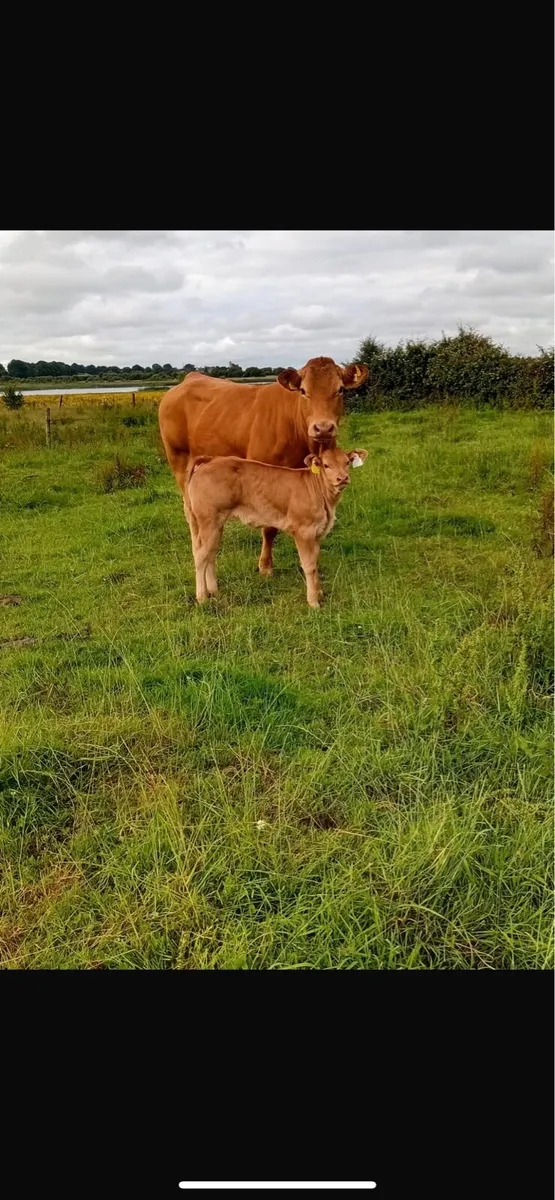 2 heifers with heifer calves at foot - Image 2