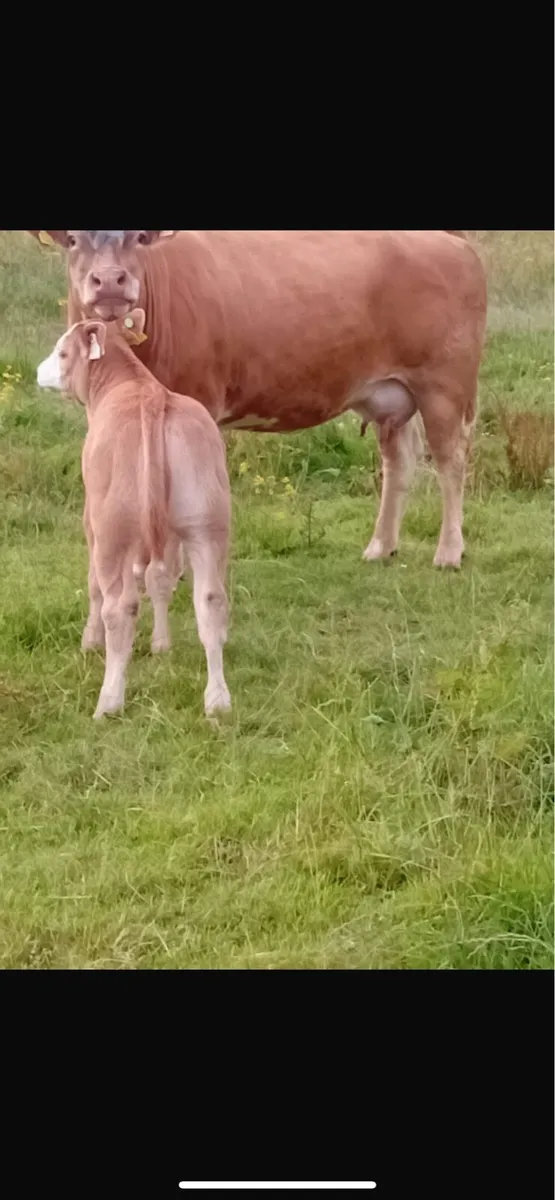 2 heifers with heifer calves at foot - Image 3