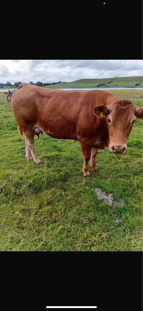 2 heifers with heifer calves at foot - Image 4