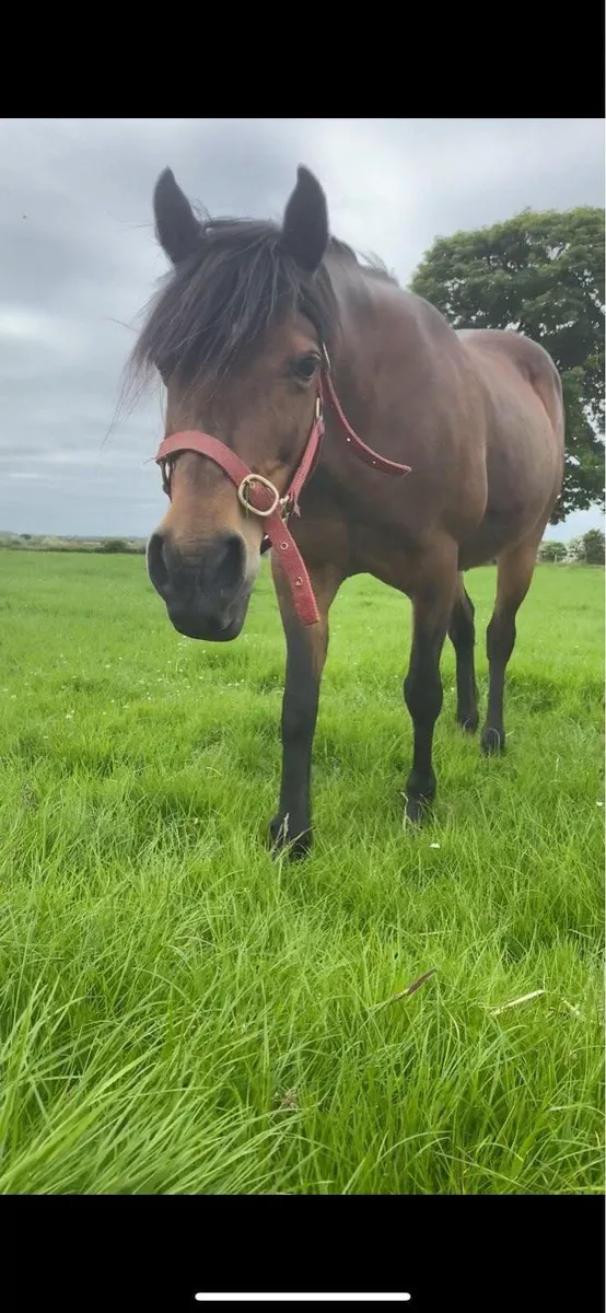 Mare for sale - Image 2