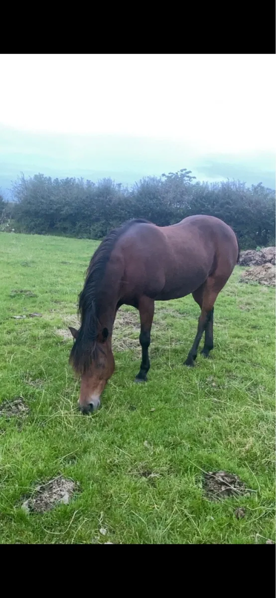Mare for sale - Image 1