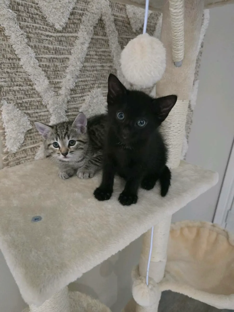Kittens - Image 1