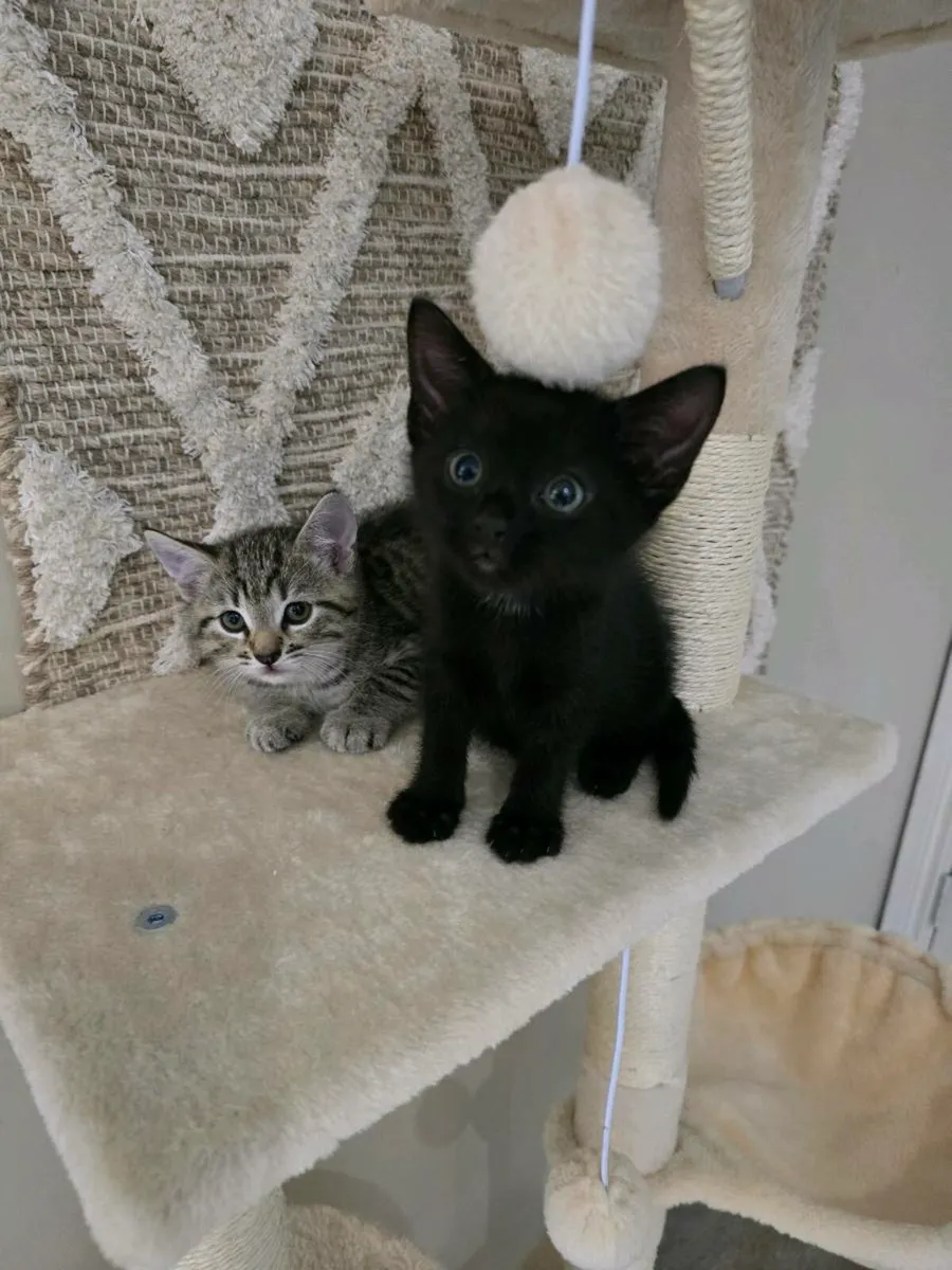 Kittens - Image 2