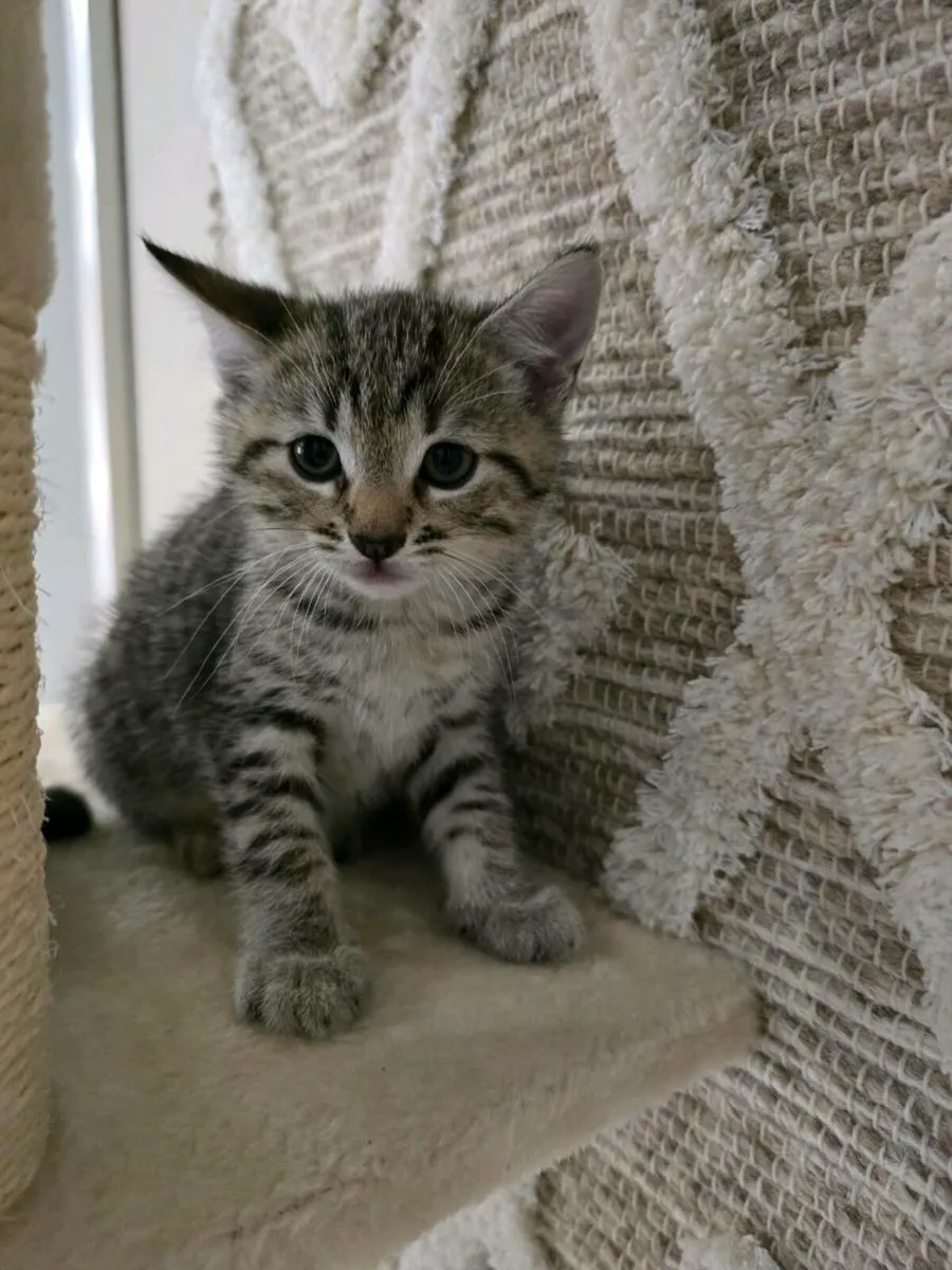 Kittens - Image 3