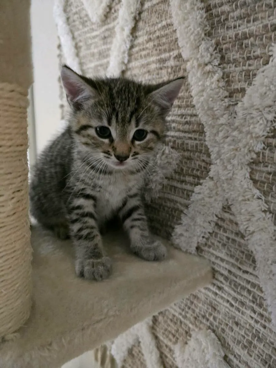 Kittens - Image 4