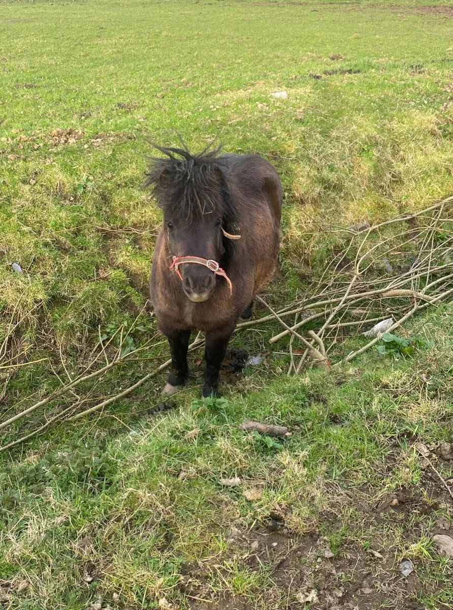 Falabella for sale - Image 2