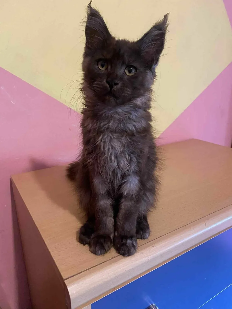 Maine Coon kittens - Image 3