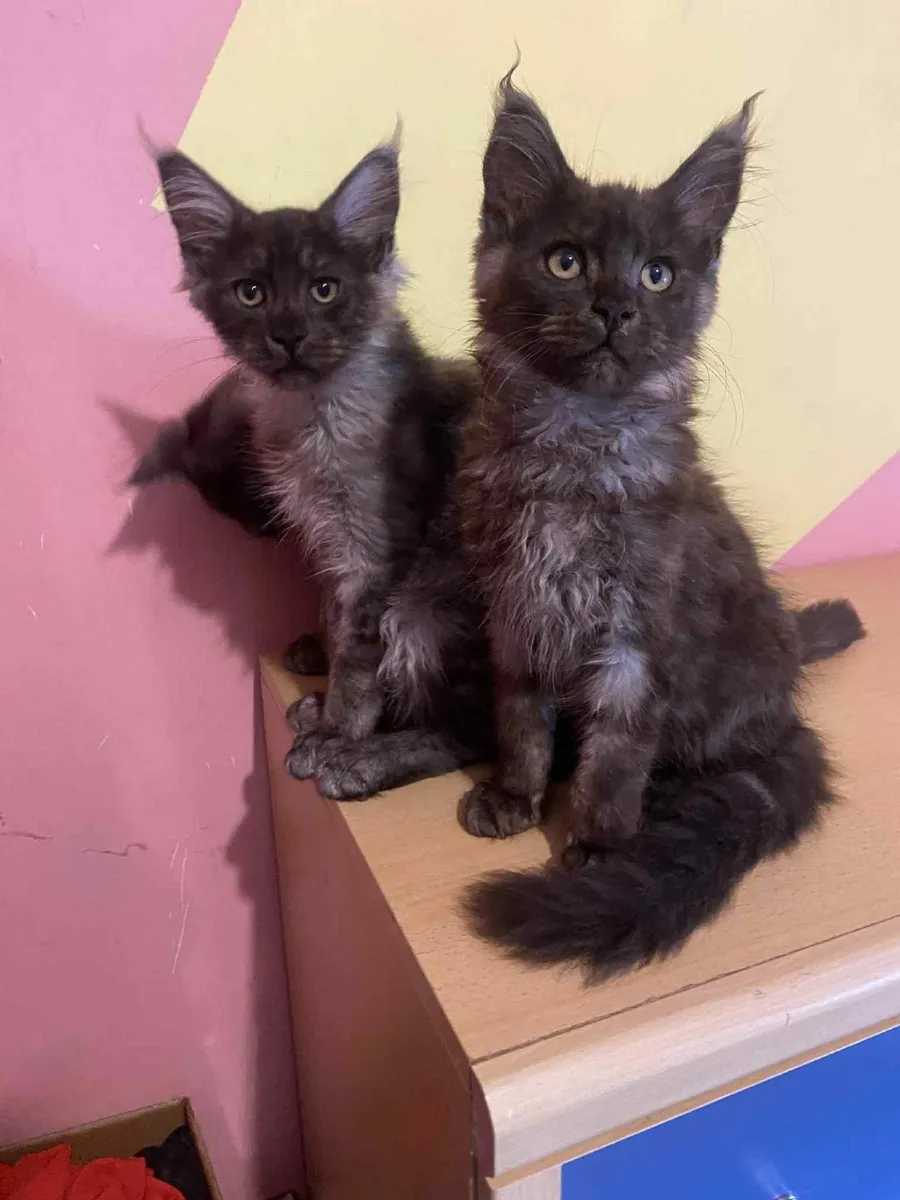 Maine Coon kittens - Image 2