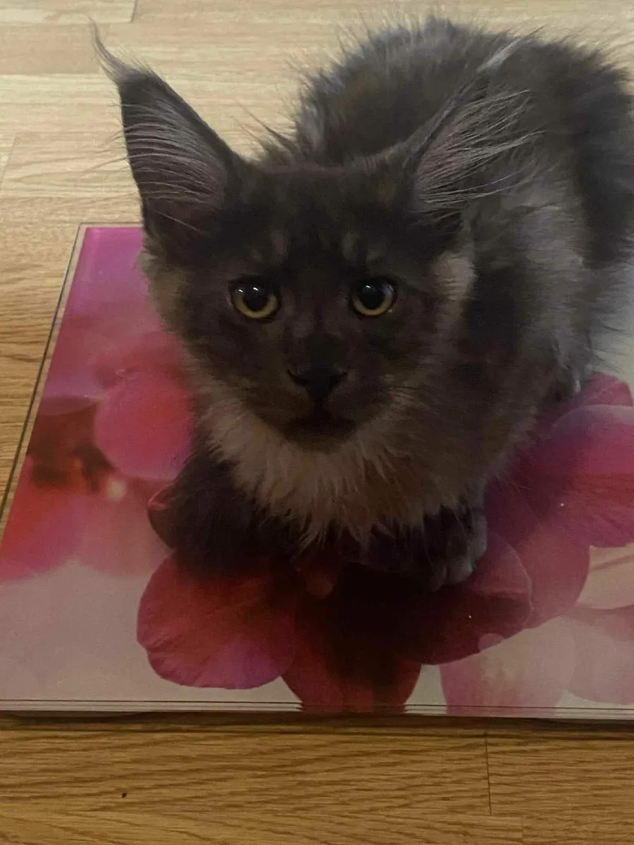 Maine Coon kittens - Image 4