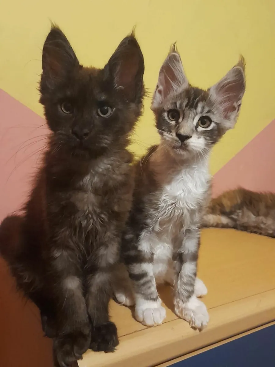 Maine Coon kittens - Image 1