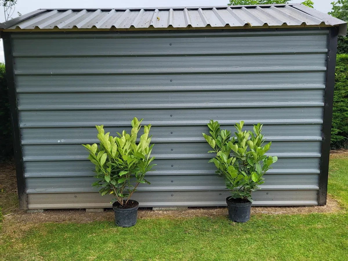 Laurel hedging - Image 2