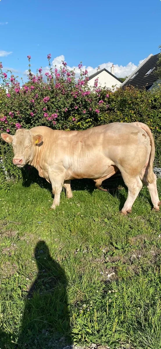 Charolais Bull - Image 2
