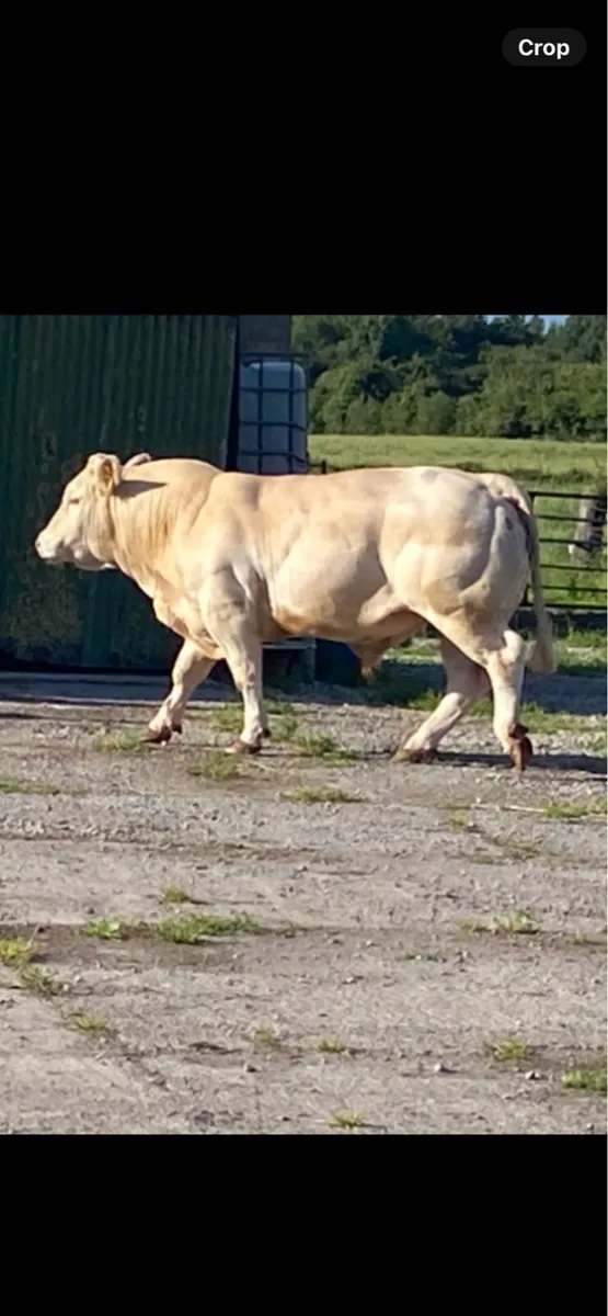 Charolais Bull - Image 3