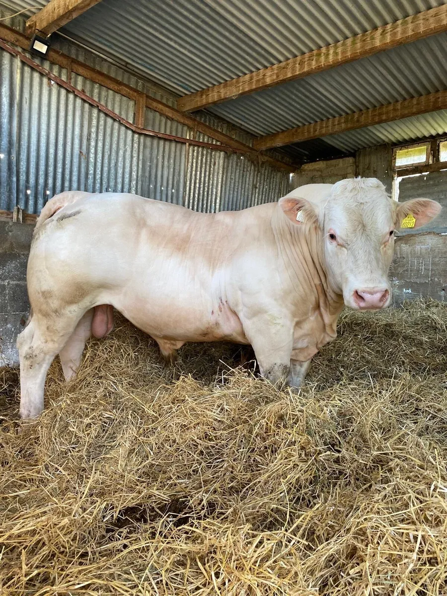 Charolais Bull - Image 4