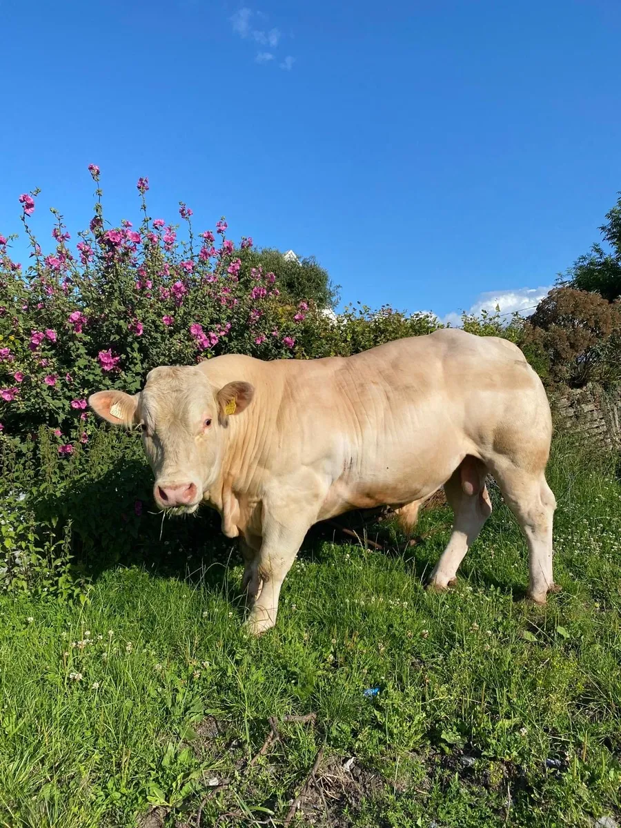 Charolais Bull - Image 1