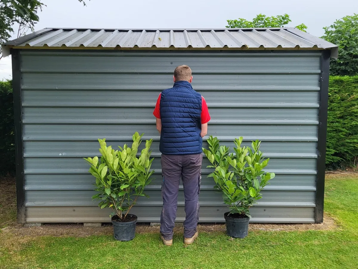 Laurel hedging - Image 1