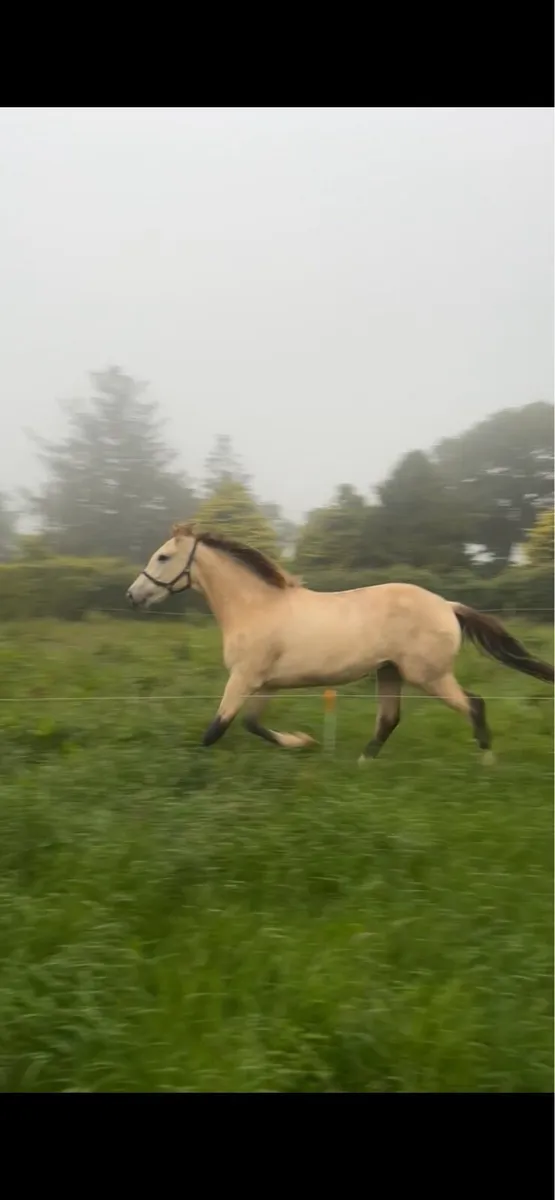 Sportshorse - Image 3