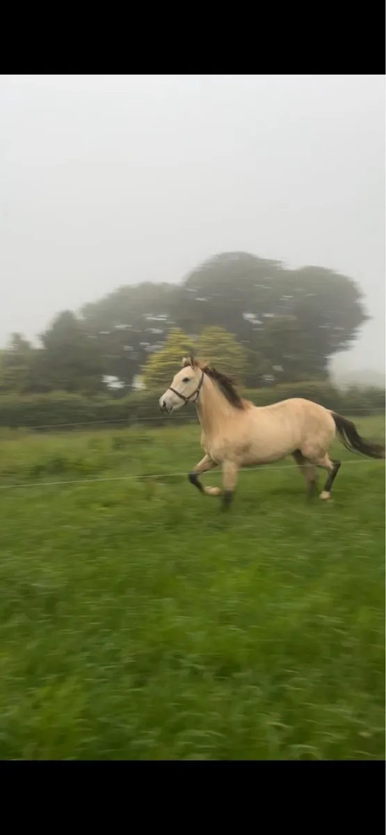 Sportshorse - Image 4