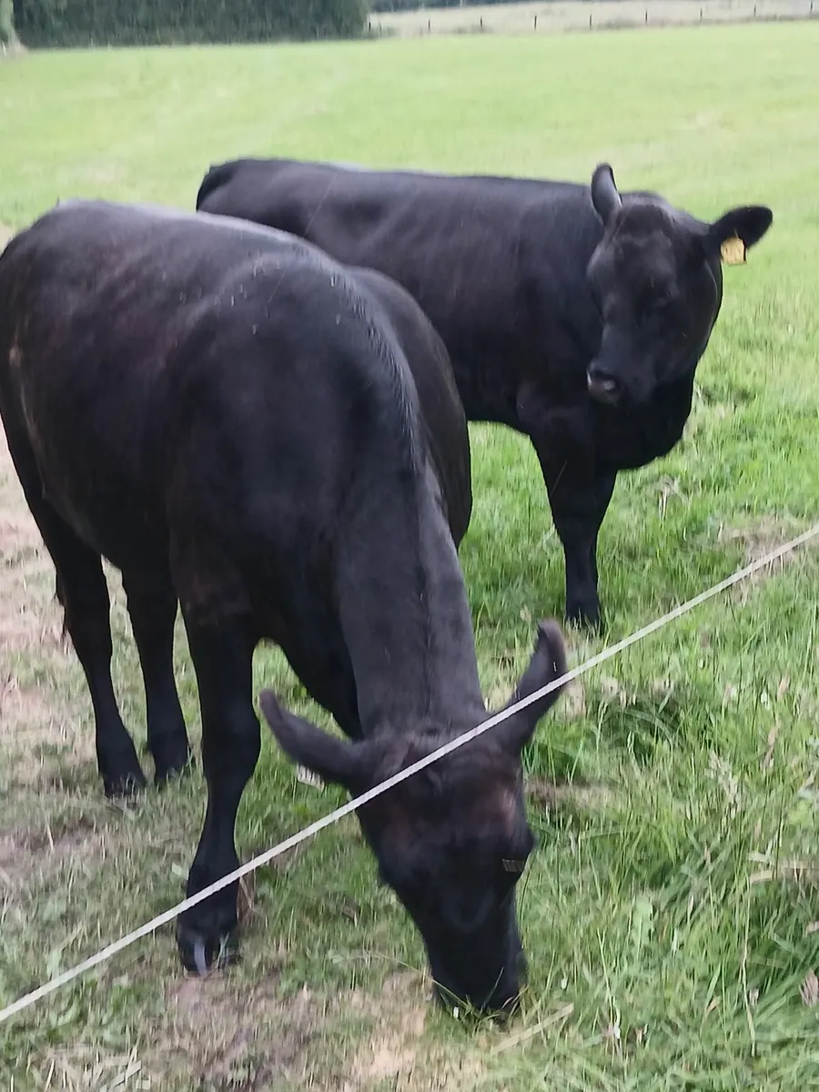 Angus heifers
