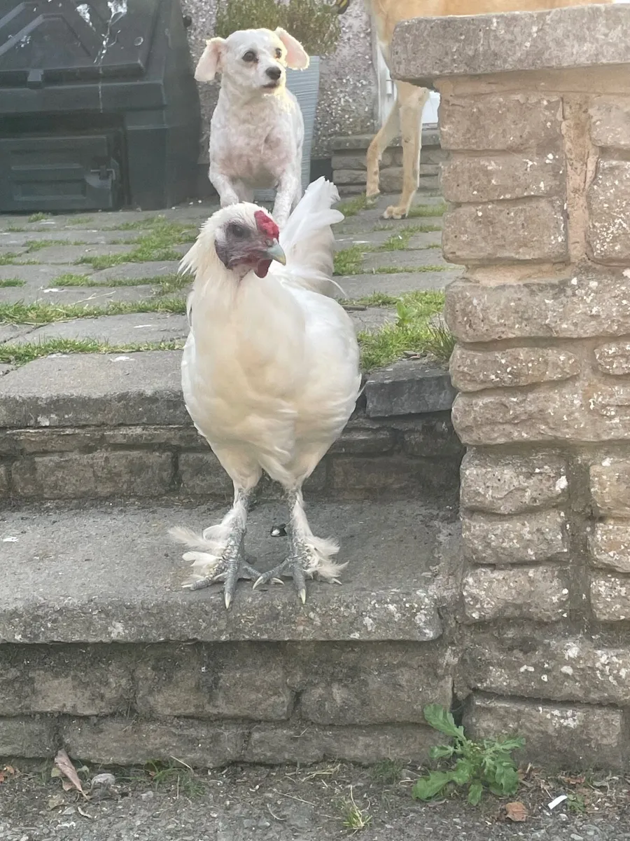 Rooster - Image 1