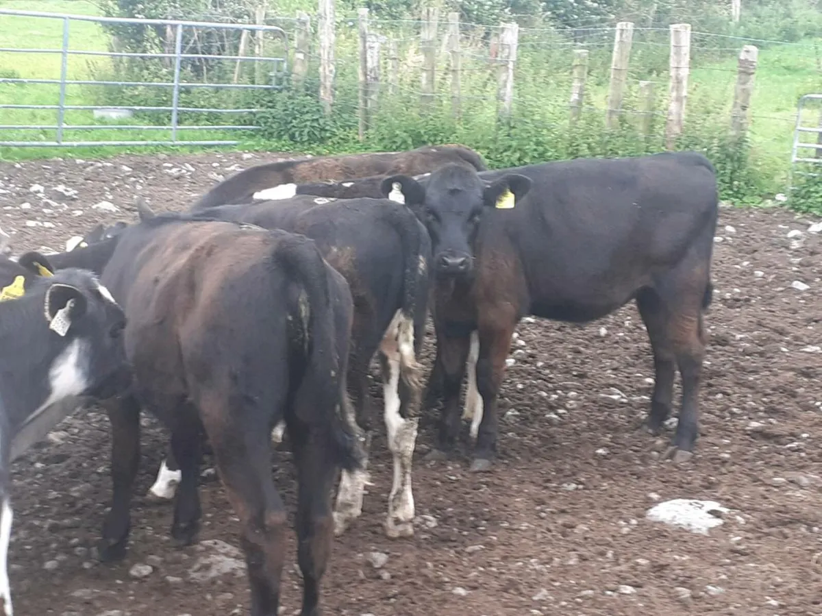 Heifer Weanlings - Image 1