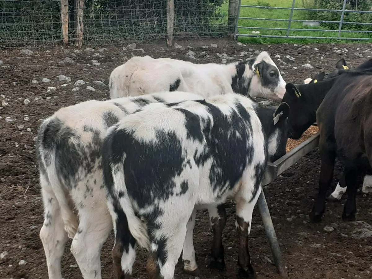 Heifer Weanlings - Image 2