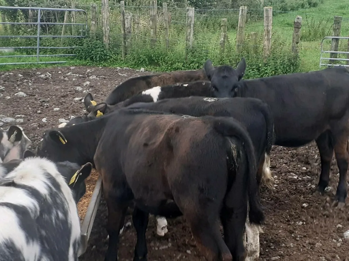 Heifer Weanlings - Image 3