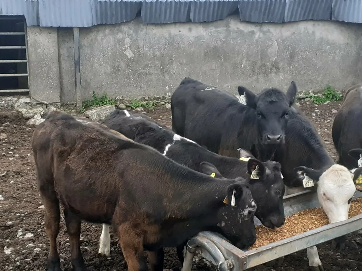 Heifer Weanlings - Image 4